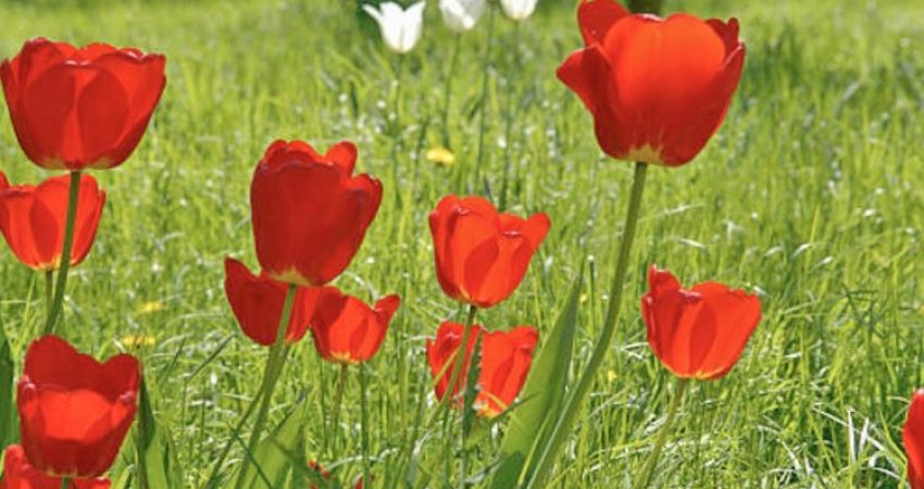 'Tulipa Albanica', tulipani i kuq më i rrallë në botë gjendet në Shqipëri