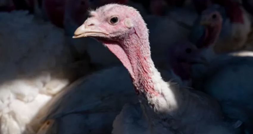 Shpërthim rekord i gripit të shpendëve, ngordhin 50 milionë zogj në SHBA