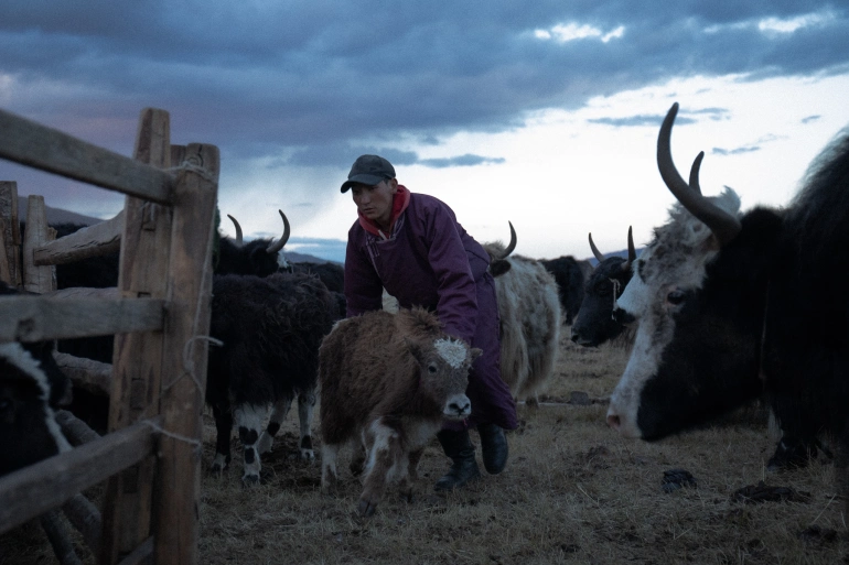 Në Mongoli, kriza klimatike kërcënon traditat e blegtorisë