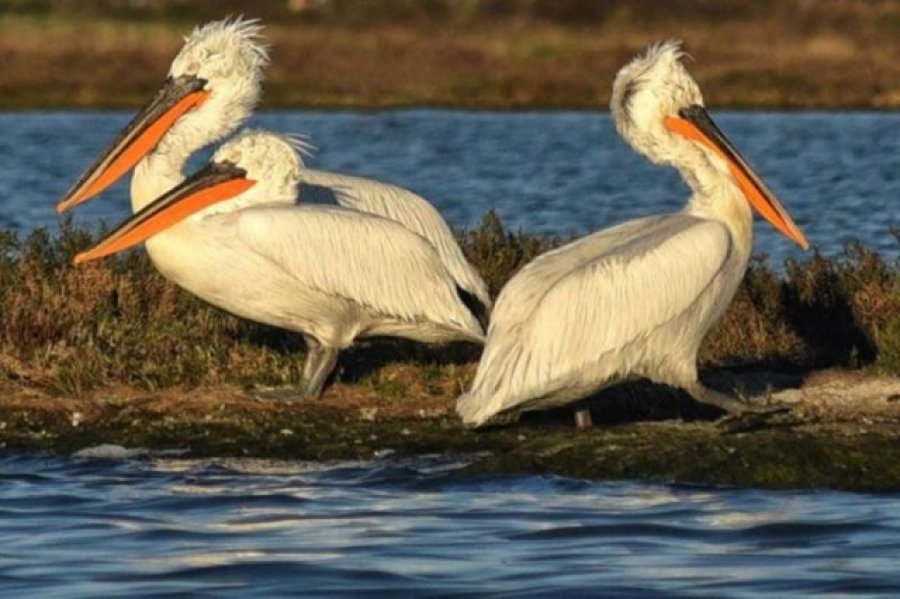 Gripi i shpendëve ‘vret’ mbi 5 mijë pelikanë në Peru
