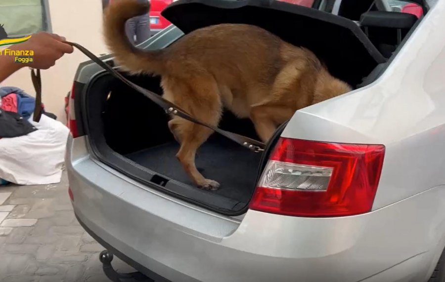 VIDEO/ Qeni i Antidrogës zbulon 20 kg kokainë në makinë, arrestohet korrieri shqiptar në Foggia
