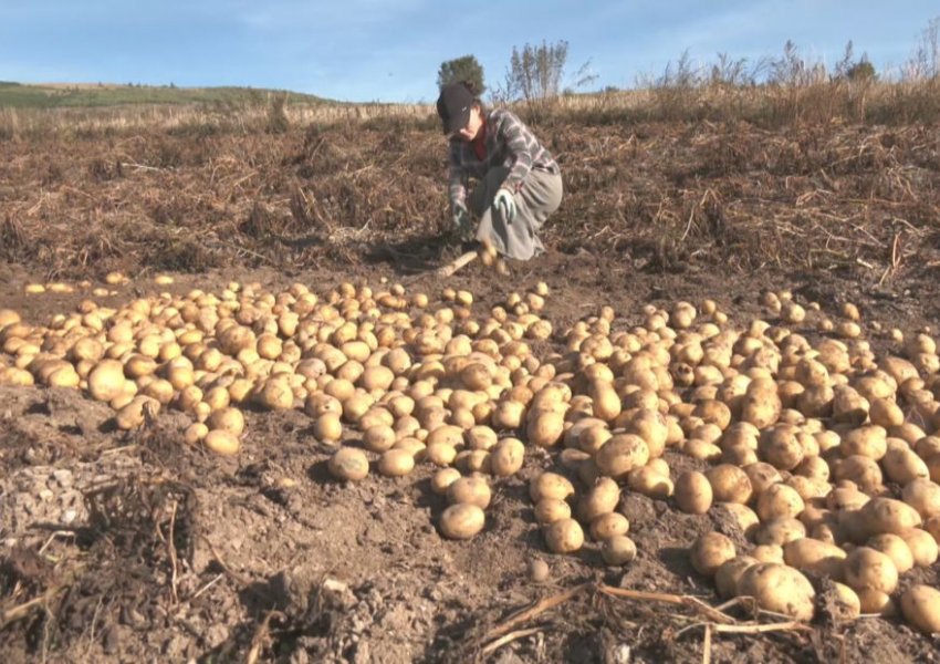 Mungesa e tregut për shitje detyron fermerët e Kukësit të groposin patatet