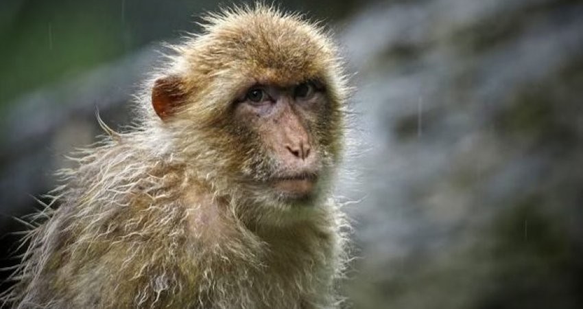 Studimi që paralajmëron për virusin e majmunëve që kërcënon njerëzit