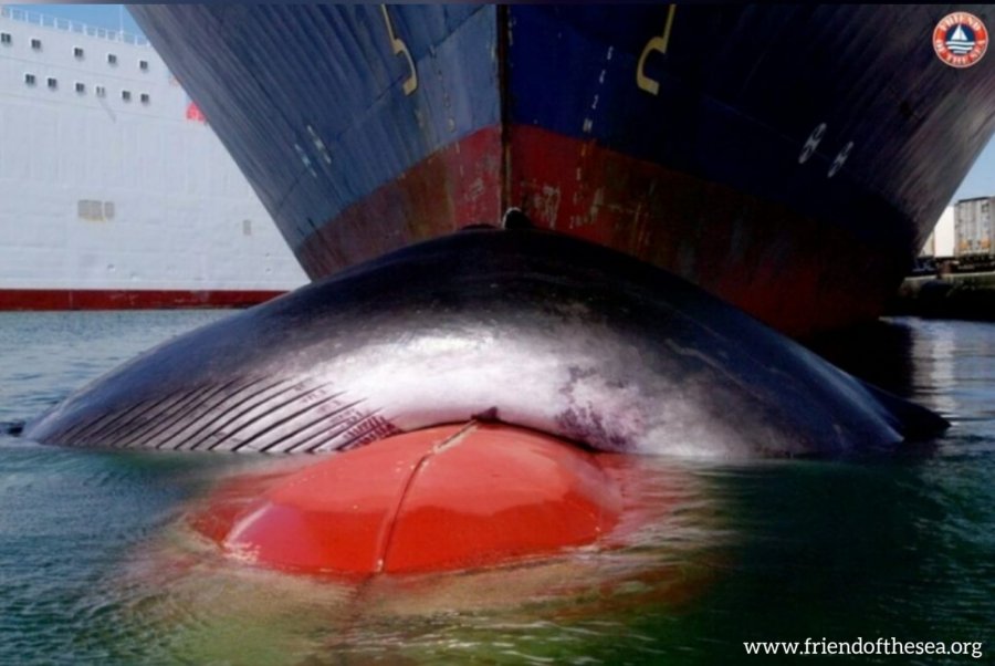 Studimi/ Anijet vrasin më shumë se 20 000 balena çdo vit