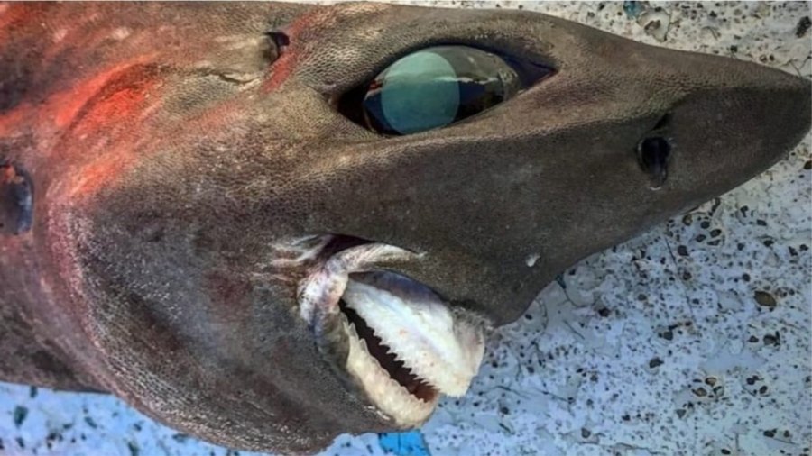 Buzëqeshja 'njerëzore' e peshkaqenit misterioz