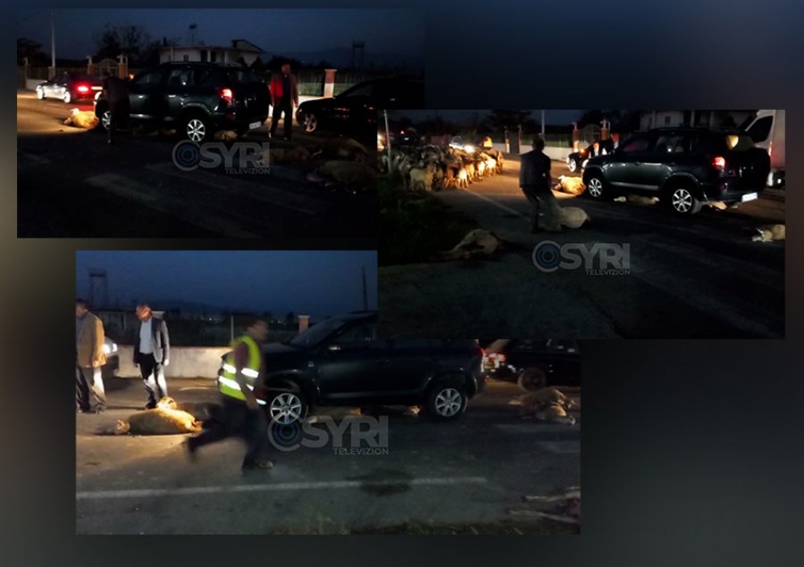 VIDEO/ Aksident i pazakontë në Belsh, makina përplas kopenë e bagëtive, ngordhin disa prej tyre