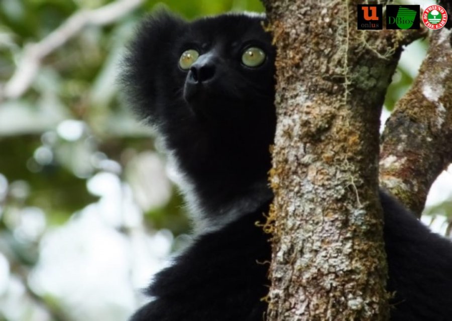 FOTO/ Alarmi i aktivistëve: Lemuri unik i famshëm për këngët e tij, në rrezik zhdukje