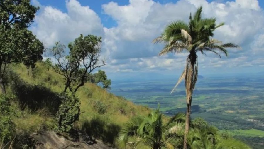 Më shumë se gjysma e palmave në botë në rrezik zhdukjeje