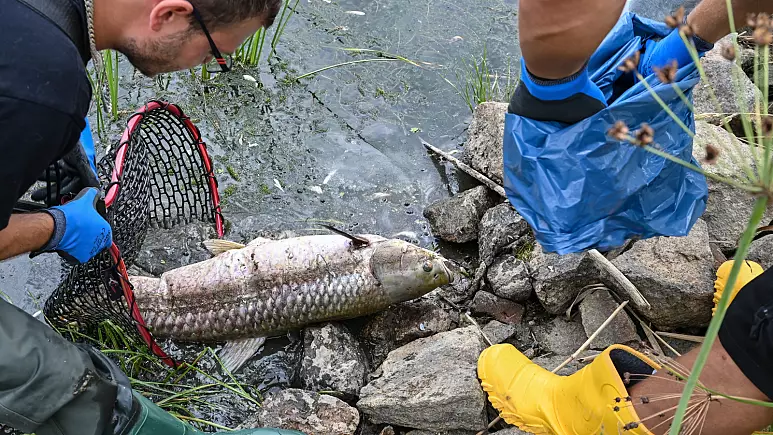 Katastrofa e peshqve në lumin gjermano-polak, për faj të algave të arta toksike