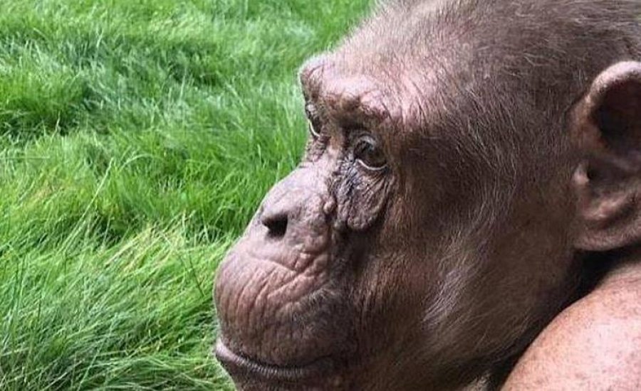 FOTO/ Shimpanzeja më e vjetër në Evropë feston ditëlindjen e saj të 58-të