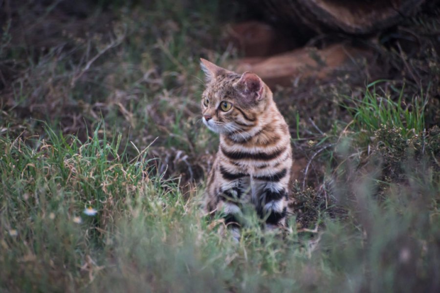 Macja 'këmbëzezë', më vdekjeprurësja dhe e rrezikshmja në botë