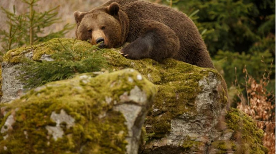 Pse nuk rrezikojnë trombozë arinjtë gjatë gjumit letargji?