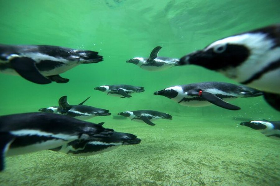 Afrika e Jugut ndalon peshkimin e pinguinëve, synon të shpëtojë këta gjitarë nga zhdukja