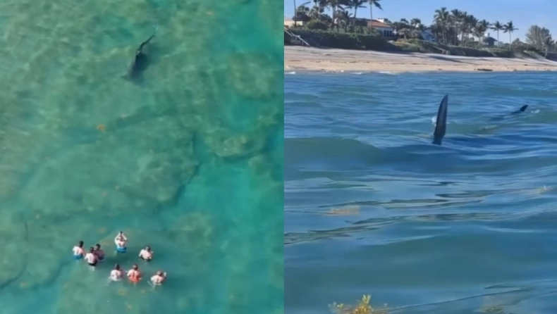 VIDEO/ Pamje tmerruese, turistët e shqetësuar filmojnë një peshkaqen që po i rrethonte ngadalë