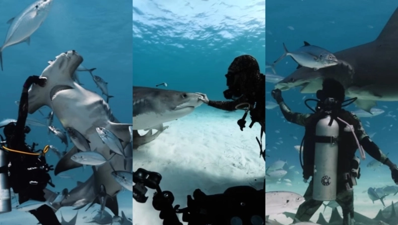 Momenti trondites kur kamera filmon gojën e peshkaqenit 