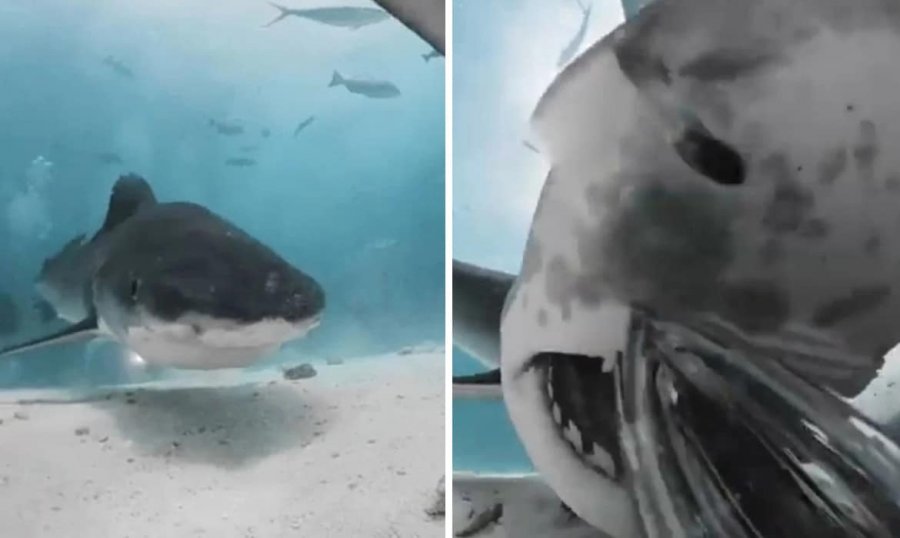 VIDEO/ Gëlltiti kamerën e zhytësit, pamje nga goja e peshkaqenit
