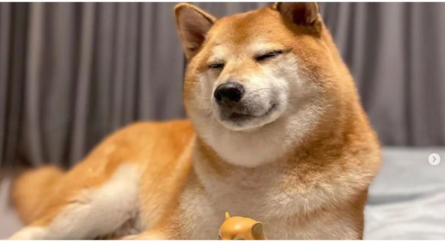 ‘Simbol i meme-ve’, ngordh qeni më i famshëm në botë
