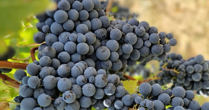 Pesë arsye përse duhet të hani më shumë rrush të zi
