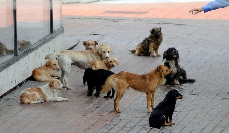 Pas skandalit seksual të Safet Gjicit, 'frikësohet' bashkia e Gjirokastrës, anulon tenderin 14 milionë lekë për tredhjen e qenve