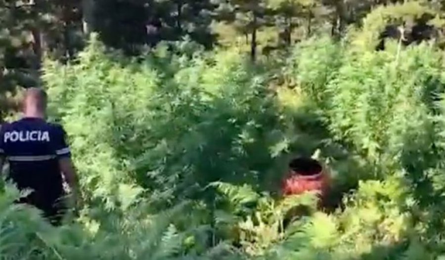 VOA: Policia djeg mijëra bimë narkotike në malin e Tomorrit dhe arreston disa kultivues e shpërndarës droge
