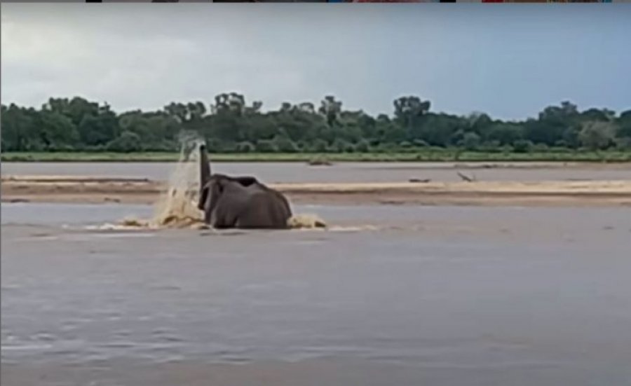 VIDEO/ Pamje unike dhe e rrallë, elefanti lufton me krokodilin e uritur në lumë