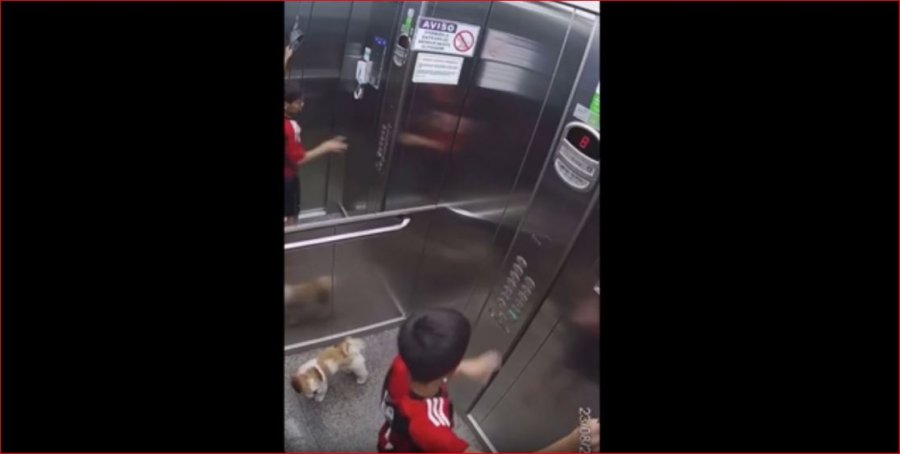 VIDEO/ I varur në ashensor, fëmija shpëton qenin në momentin e fundit