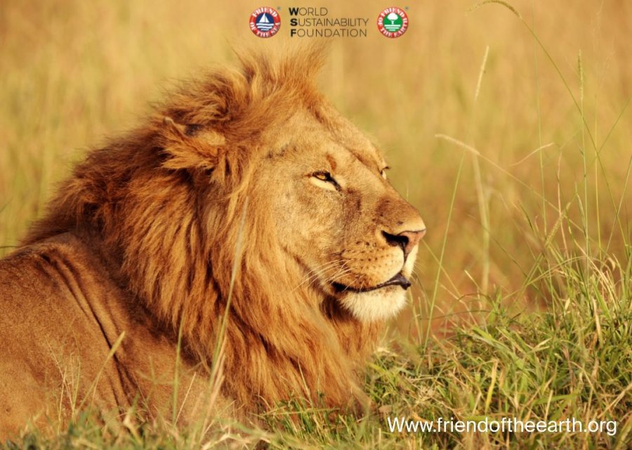 Gjithcka qe duhet te dini rreth luaneve/ Si mund te kontribuojmë ne ruajtjen e tyre