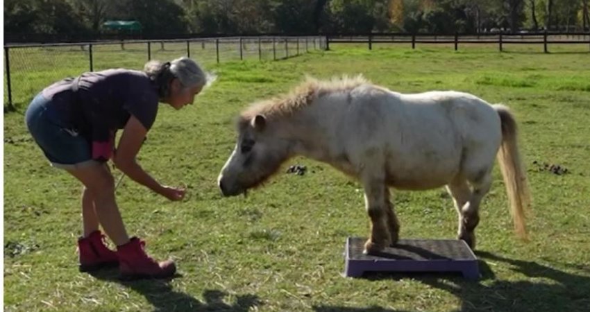 Talentë të pazakontë, kali dhe delja e australianes fitojnë rekorde botërore