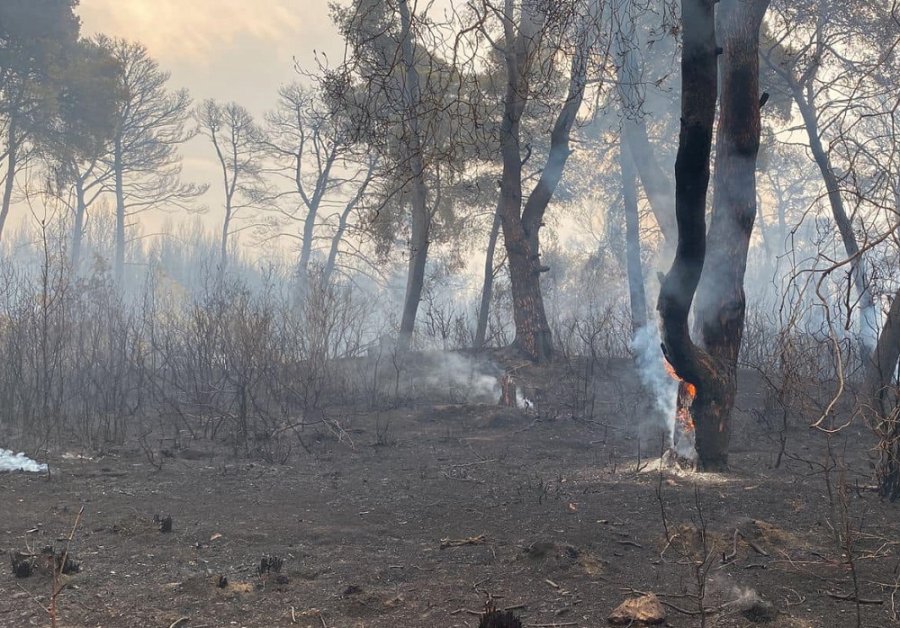 Raporti: Mbi 365 hektarë me pisha u dogjën në Pishë Poro - Nartë, dëmi 1,2 mln dollarë