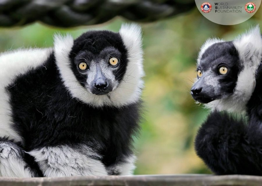 Në rrezik zhdukje, majmunët e racës së Lemurëve kanë tashmë një habitat natyror të tyren