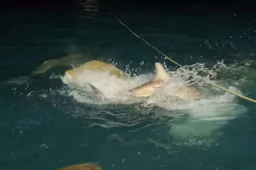 VIDEO  Pamje të pabesueshme  dhjetra peshkaqenë sulmojnë një krokodil