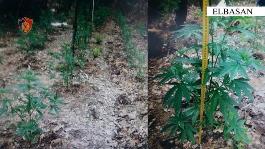 EMRAT/ Në kërkim për kultivim të 250 bimëve narkotike, arrestohen dy të rinjtë në Elbasan