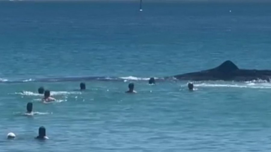 Këta notarë australianë iu afruan 'rrezikshëm' balenës
