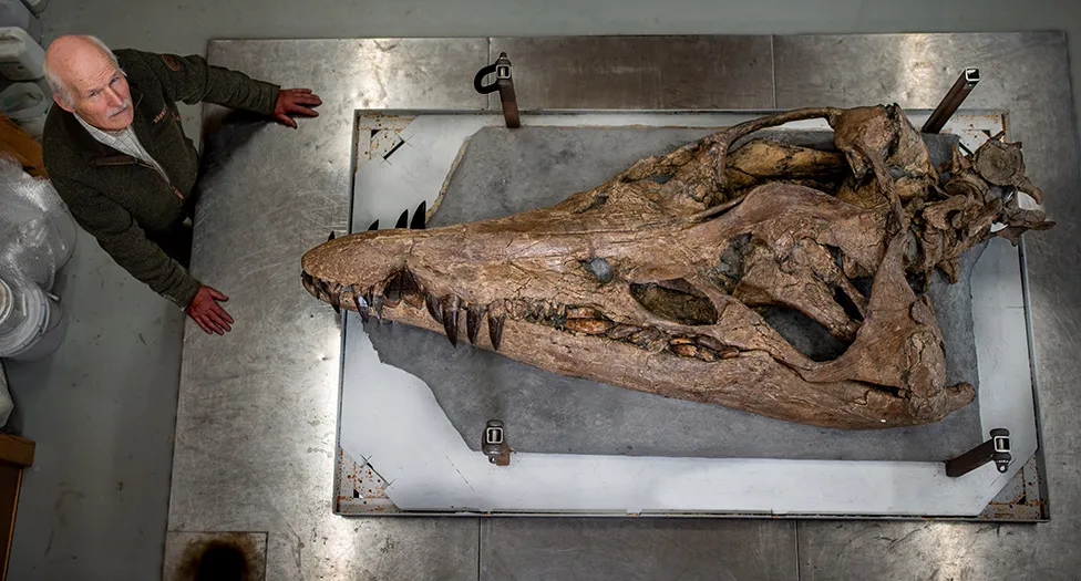 Zbulimi i Pliosaurit: Një përbindësh i madh deti gjendet në shkëmbinjtë e Dorset