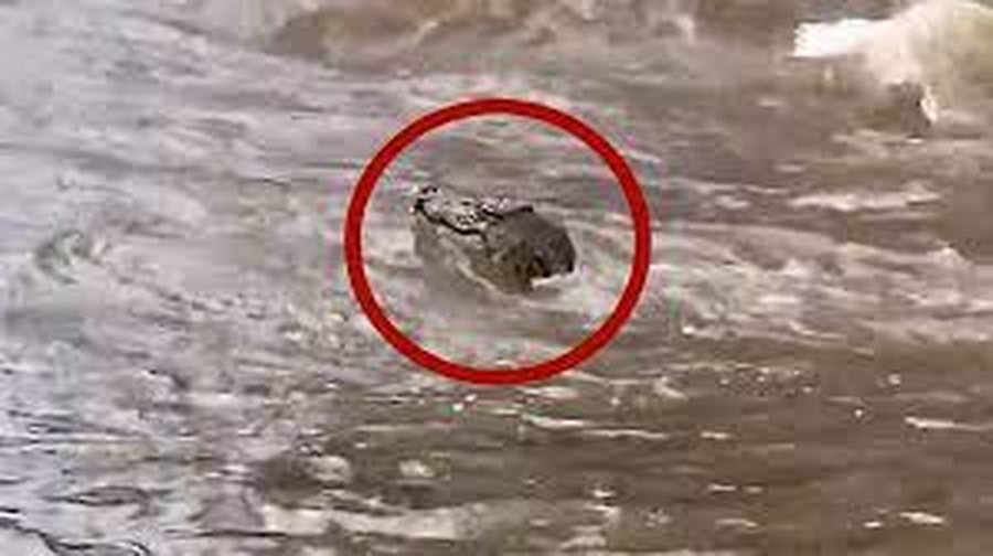 Përmbytjet përfshijnë Australinë, aeroporti zhytet në ujë, dalin krokodilët