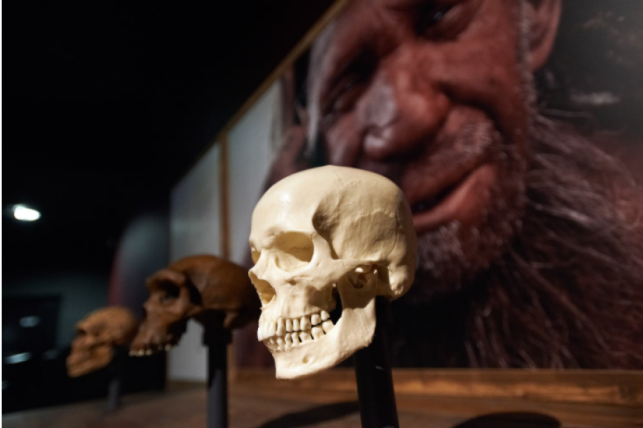 Ndryshimi i peizazhit për hominidët e hershëm mund të ketë çuar në zhvillimin e të folurit