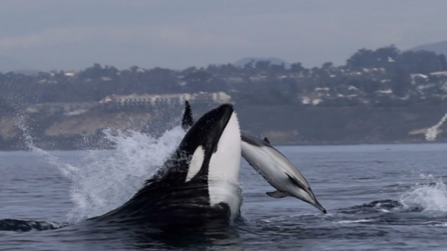 Video e rrallë/ Shihni si balena vrasëse mëson foshnjësn e saj të gjuajë
