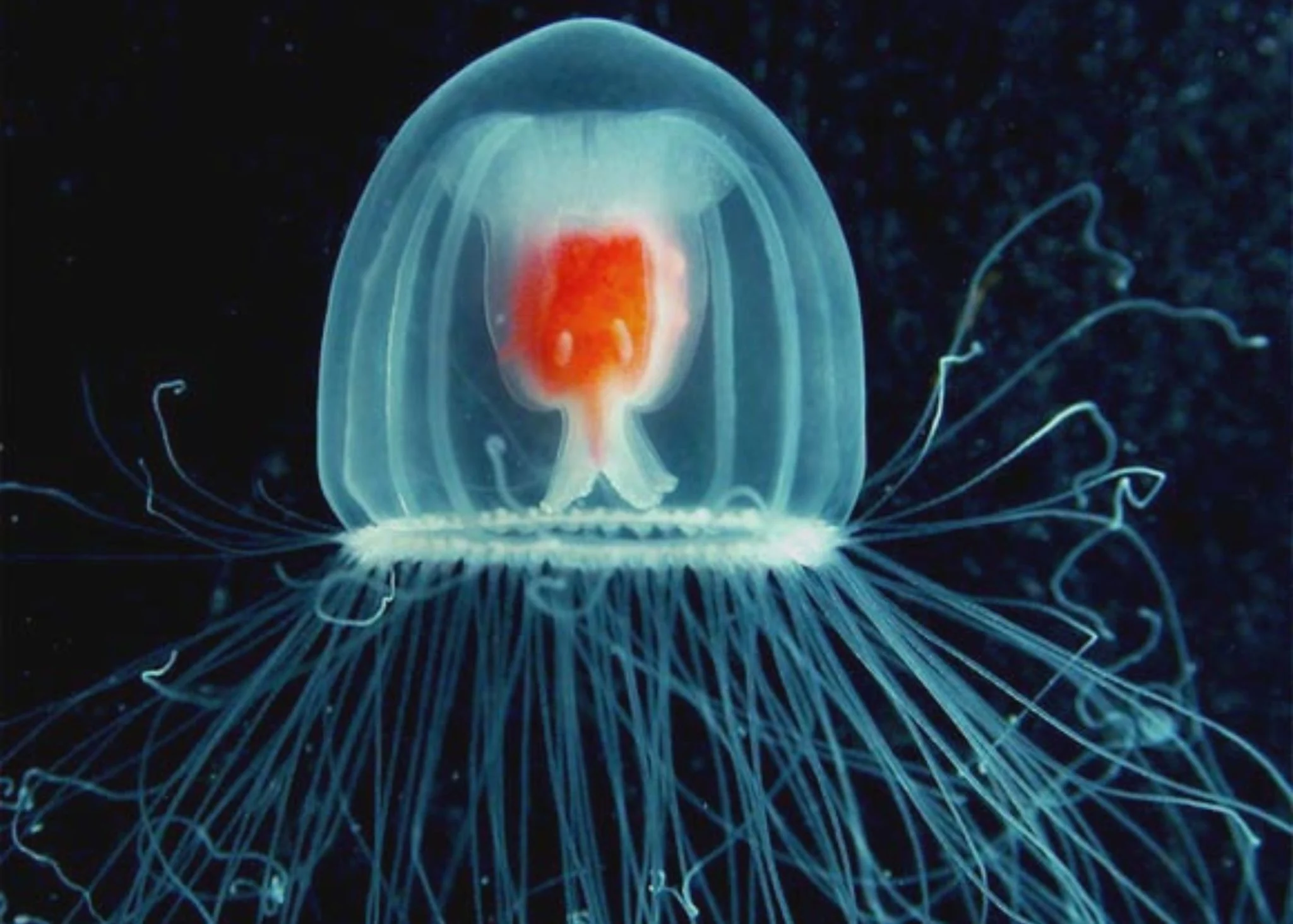 ADN-ja e kandilit të pavdekshëm detit mund të zgjasë jetën e njeriut