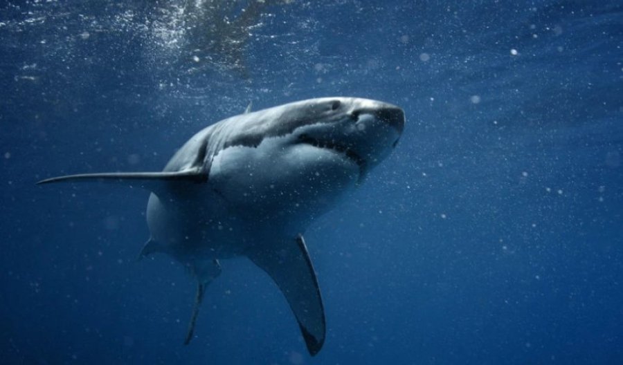 Peshkaqeni sulmon për vdekje një adoleshent në bregun jugor të Australisë