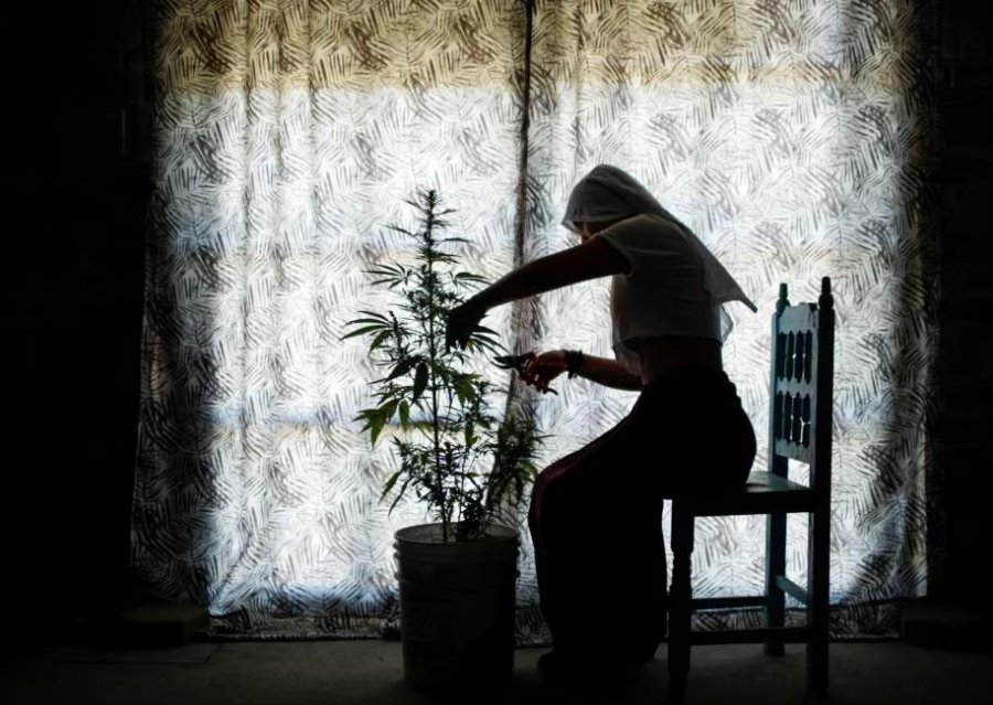 'Murgeshat' që duan t'ua marrin marihuanën, narkotrafikantëve
