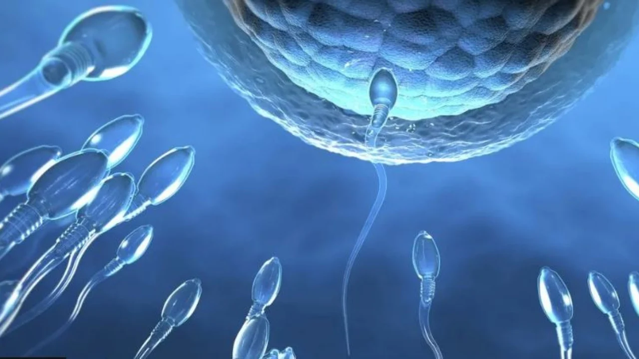 Pilula kundër shtatzënisë! Shkencëtari shpik ilaçin për meshkujt që parandalon qelizat e spermës të arrijnë në vezë