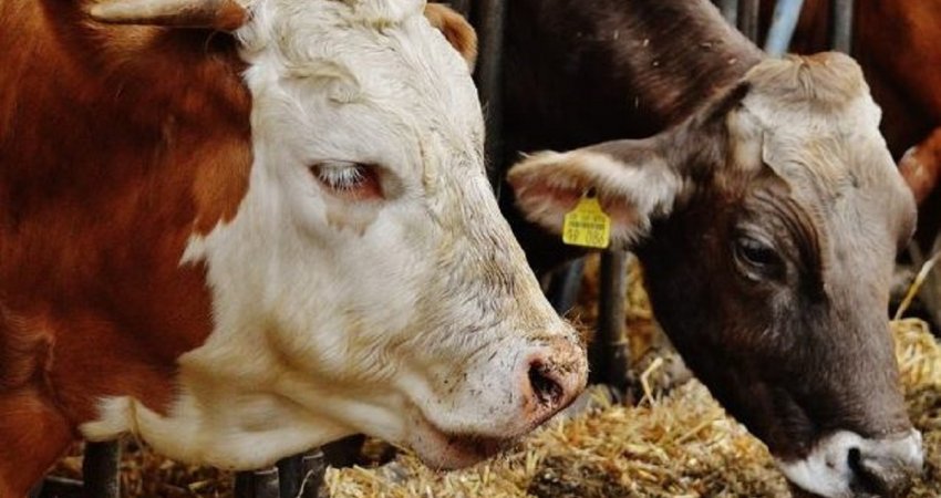 600 euro pagë dhe banimi falas, drenicaku kërkon punëtorë për mjeljen e lopëve