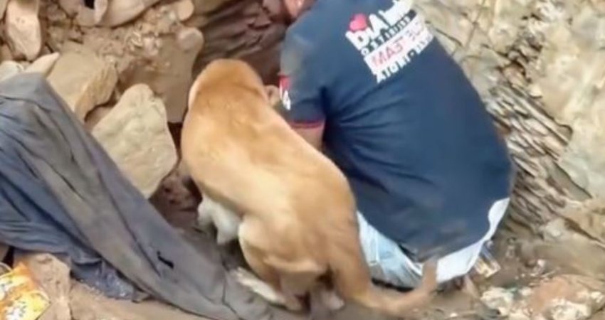 Momenti emocionues, qeni shpëton këlyshët që kishin ngecur nën rrënojat e tërmetit në Turqi (VIDEO)