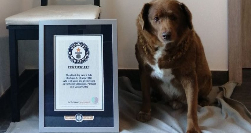 Bobi thyen rekordin botëror si qeni më i moshuar në botë, ja në cilin vit u lind