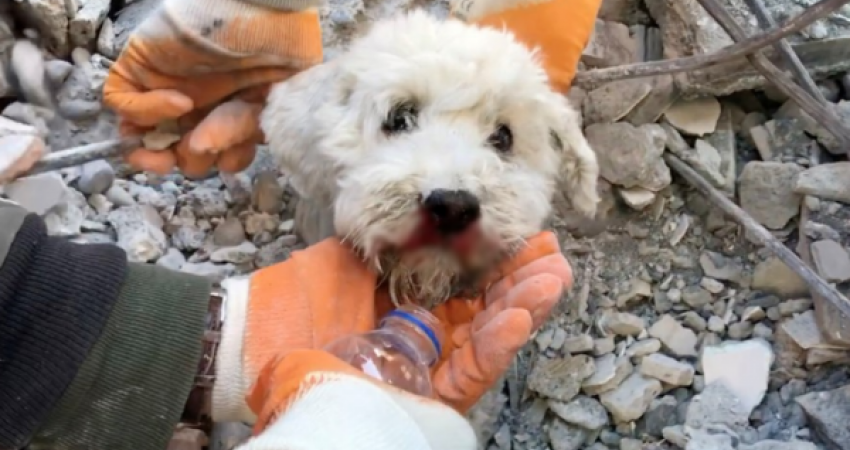 Qeni që u gjet pas trupit të pajetë të pronarit 6 ditë pas tërmetit