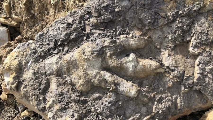 Zbulohen gjurmë gjigande dinozauri në bregun e Yorkshire, datojnë 166 mln vjet më parë
