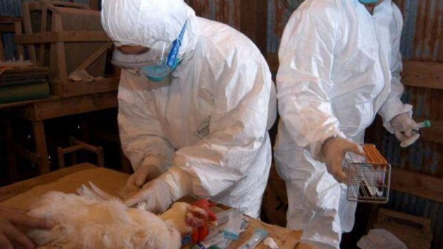 Gripi i shpendëve, alarmi i OBSH-së: Rrezik për pandemi, emergjencë në disa vende të Amerikës Latine 