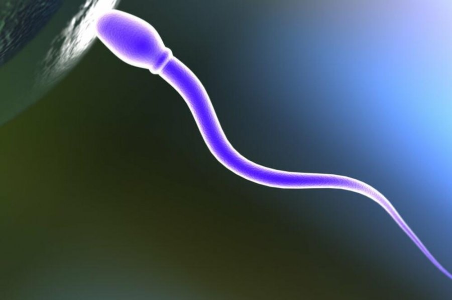 A janë më në fund shkencëtarët në gjurmët e një pilulë kontraceptive mashkullore?
