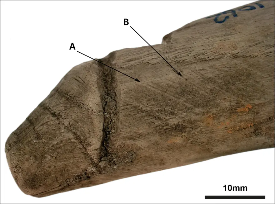 Britani/ Është 2000 vjeçare, arkeologët menduan se ishte një mjet pune por doli se ishte një vibrator