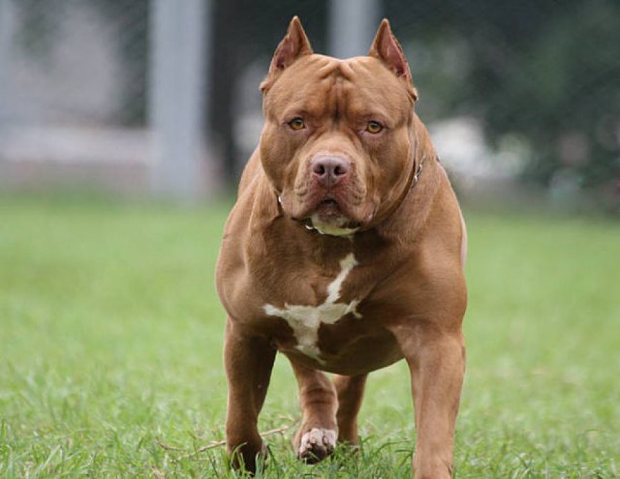 Qeni Pitbull sulmoi të moshuarin i cili përfundoi në spital, arrestohet pronari